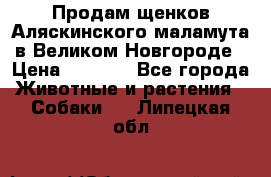 Продам щенков Аляскинского маламута в Великом Новгороде › Цена ­ 5 000 - Все города Животные и растения » Собаки   . Липецкая обл.